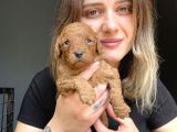 Toy Poodle Yavrular