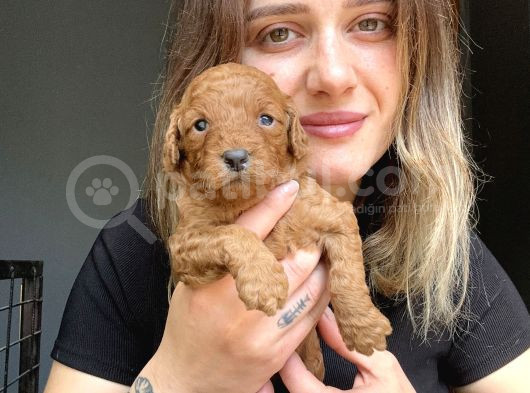 Toy Poodle Yavrular görsel