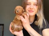 Toy Poodle Yavrular