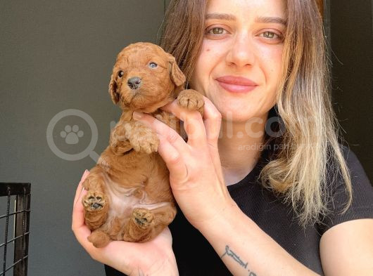 Toy Poodle Yavrular görsel