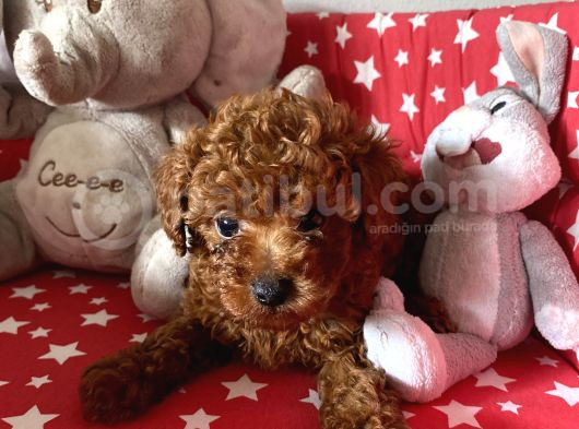 Dişi Ve Erkek Poodle Irk Ve Sağlık Garantili Yavrular görsel