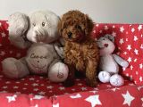 Dişi Ve Erkek Poodle Irk Ve Sağlık Garantili Yavrular