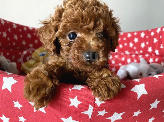 Dişi Ve Erkek Poodle Irk Ve Sağlık Garantili Yavrular