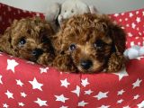 Dişi Ve Erkek Poodle Irk Ve Sağlık Garantili Yavrular
