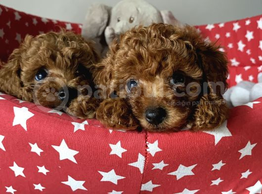 Dişi Ve Erkek Poodle Irk Ve Sağlık Garantili Yavrular görsel