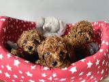 Dişi Ve Erkek Poodle Irk Ve Sağlık Garantili Yavrular