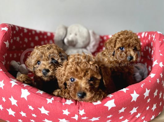 Dişi Ve Erkek Poodle Irk Ve Sağlık Garantili Yavrular görsel