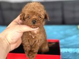TEACUP KORE POODLE RED ÖZEL YAVRUMUZ