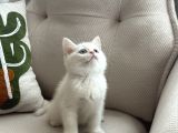 British shorthair Ve Longhair Yavrularımız
