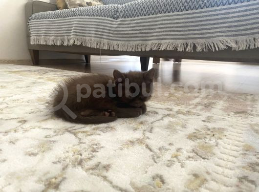 2 Aylık Erkek Kedi görsel