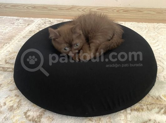 2 Aylık Erkek Kedi