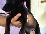 Malinoisin Tek Adresi Storms House Malinois