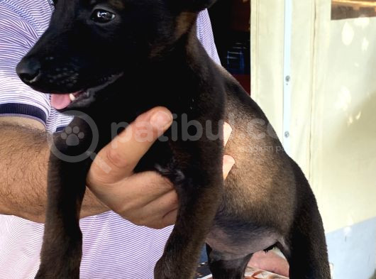 Malinoisin Tek Adresi Storms House Malinois görsel