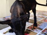 Malinoisin Tek Adresi Storms House Malinois