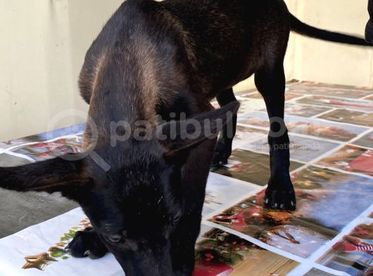 Malinoisin Tek Adresi Storms House Malinois görsel