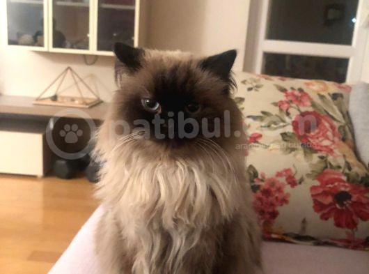 Suşi̇ görsel