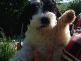 Avustralya Labradoodle Yavruları