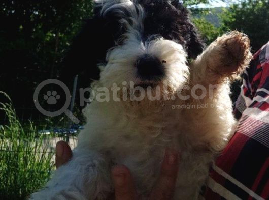Avustralya Labradoodle Yavruları görsel