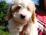 Avustralya Labradoodle Yavruları