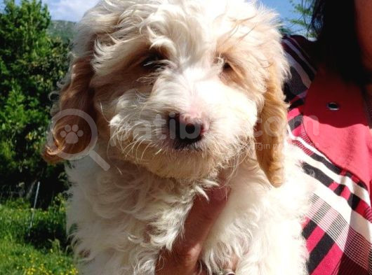 Avustralya Labradoodle Yavruları görsel
