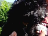 Avustralya Labradoodle Yavruları