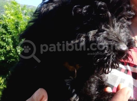 Avustralya Labradoodle Yavruları görsel