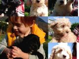 Avustralya Labradoodle Yavruları