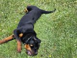 10 Aylık Rottweiler