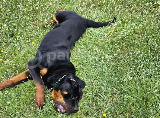 10 Aylık Rottweiler görsel