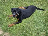 10 Aylık Rottweiler