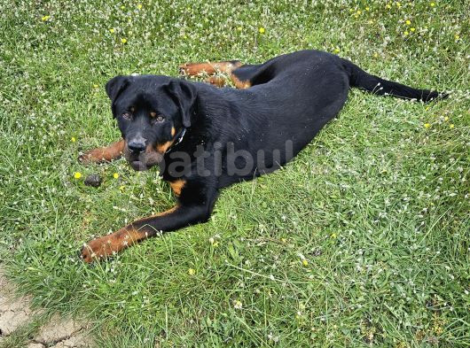 10 Aylık Rottweiler görsel