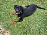 10 Aylık Rottweiler