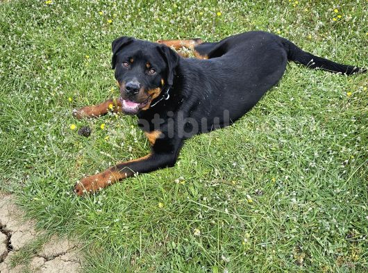 10 Aylık Rottweiler
