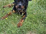 10 Aylık Rottweiler