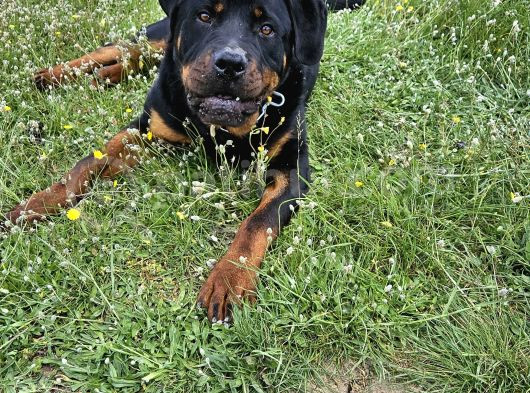 10 Aylık Rottweiler görsel