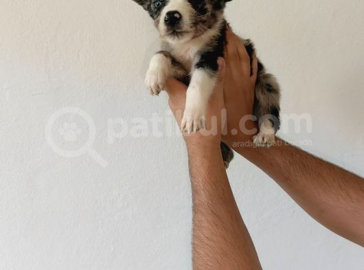 İstanbul Da Bordor Colie görsel
