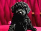 Black Poodle