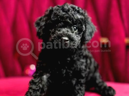 Black Poodle görsel