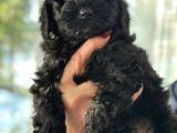 Black poodle