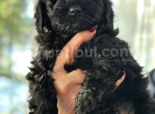 Black Poodle