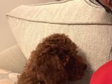 3 Aylık Toy Poodle