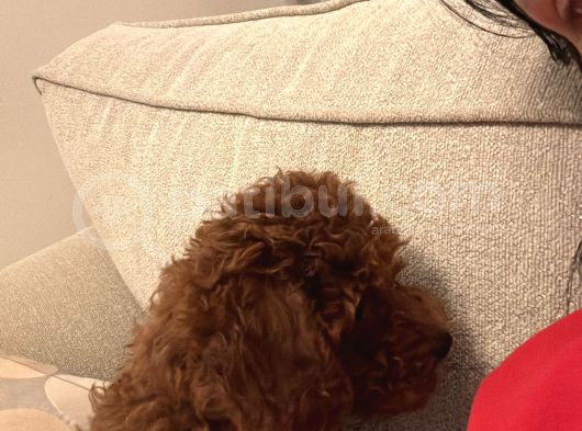 3 Aylık Toy Poodle görsel