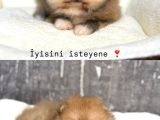 Ayıcık Sevenlere