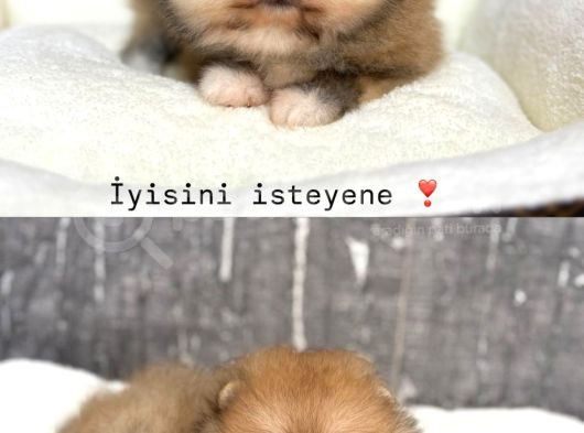 Ayıcık Sevenlere görsel