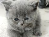 Evde Doğum Yapmış Blue Kızımız Ile Silver Babanın Yavruları
