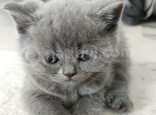 Evde Doğum Yapmış Blue Kızımız Ile Silver Babanın Yavruları görsel