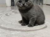 Evde Doğum Yapmış Blue Kızımız Ile Silver Babanın Yavruları