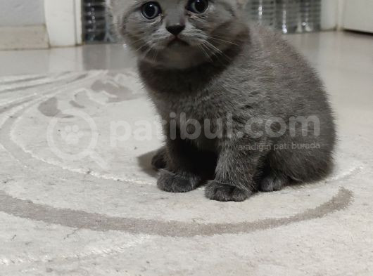 Evde Doğum Yapmış Blue Kızımız Ile Silver Babanın Yavruları görsel