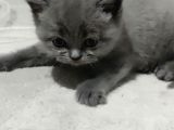 Evde Doğum Yapmış Blue Kızımız Ile Silver Babanın Yavruları
