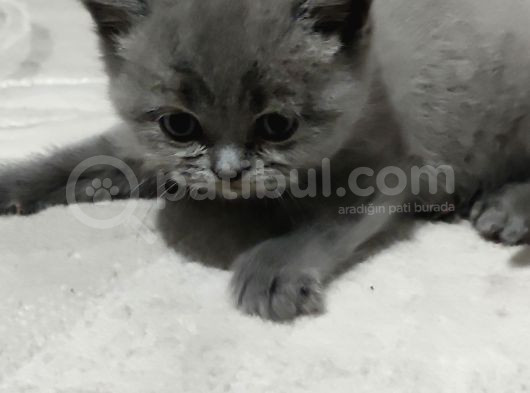 Evde Doğum Yapmış Blue Kızımız Ile Silver Babanın Yavruları görsel